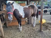 Yegua, Caballos — foto 5