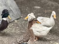 Amerika Pekin — 4-rasm