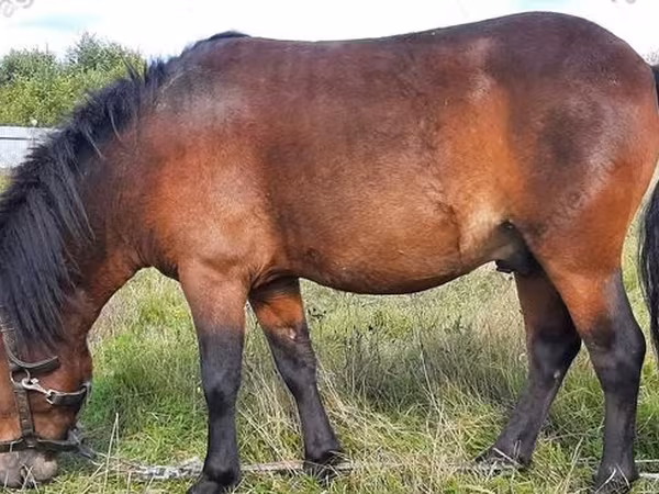 Pastuv, American shetland pony