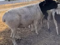 Schaf, Dorper sheep — Foto 4