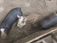 公猪, Вьетнамская вислобрюхая — 照片 2