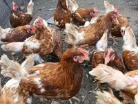 Chickens — 照片 3
