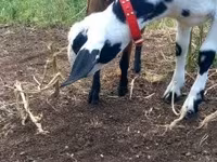Koza, Nubian Goat — fotografija 6