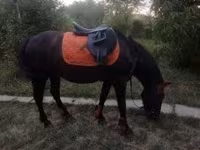 Cavalo, Hucul pony — foto 6
