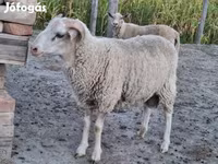 Sheep, Sheep — photo 5