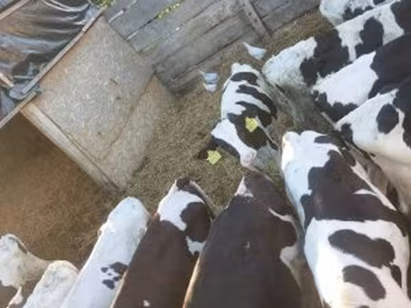 雄牛, Russian Black pied cattle