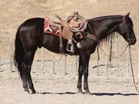 Cheval, Friesian — photo 3