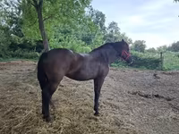 Kobyła, Hungarian horse breed — zdjęcie 6