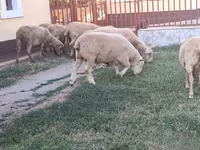 雄羊, Ile-de-France sheep — 写真 3