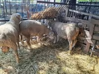 Carneiro, Ile-de-France sheep — foto 2