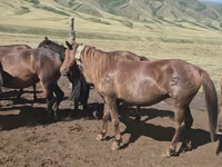 Égua, Cavalos — foto 5
