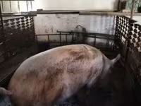 Locha, Świnie — zdjęcie 2