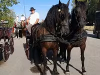 Hengst, Friesian — Foto 1