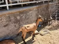 Ziegenbock, Alpine goat — Foto 5