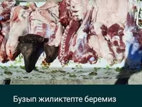 Baran, Owce — zdjęcie 6