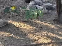 Ducks — photo 3