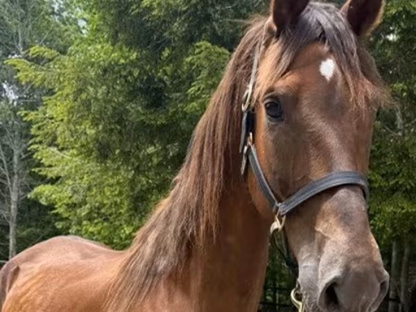 Kobila, Dutch warmblood horse