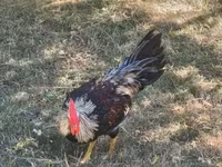 Chickens — Foto 1