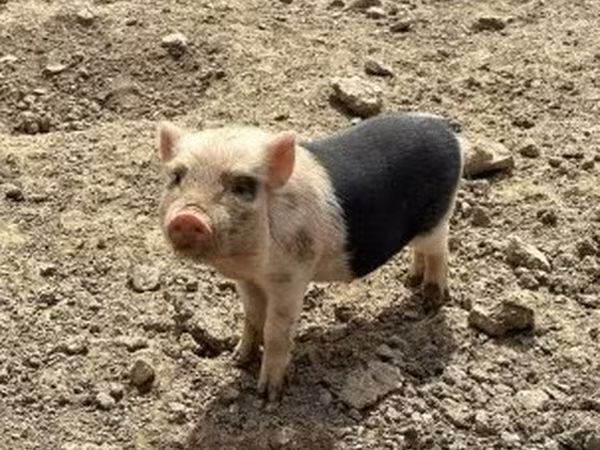 Svinje (partija, pol nije naveden), Вьетнамская вислобрюхая