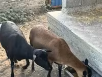 عنزة, Nigerian dwarf goats — الصورة 2