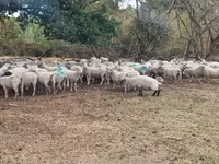 Ovca, Baerchuke sheep — fotografija 2