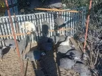Geese — fotografija 4