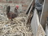 Chickens — foto 6