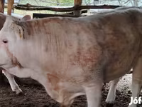 公牛, Simmental cattle — 照片 1
