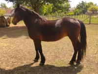 母马, Horses — 照片 1