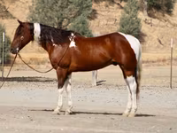 Horse (M), American paint horse — photo 2