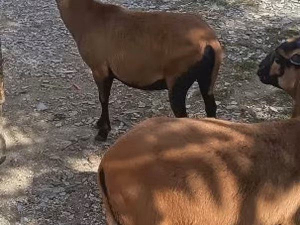 Koza, Козе