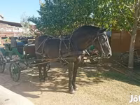 घोड़ी, Hungarian horse breed — फ़ोटो 5