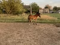 公马, Horses — 照片 2