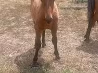 Caballo, Caballos — foto 1