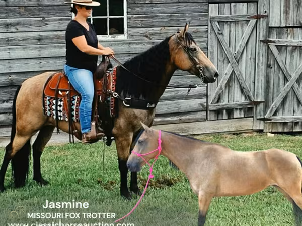 Kobila, Missouri foxtrotter