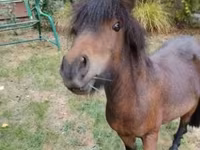 حصان, Shetland Pony — الصورة 2