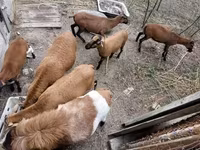Baran, Cameroon sheep — zdjęcie 3