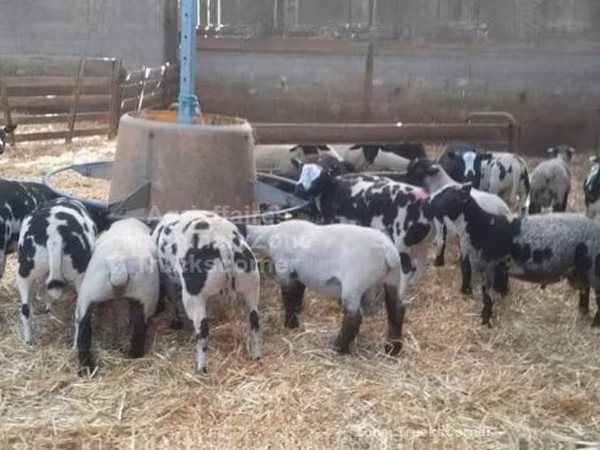 Ovan, Zwartbles sheep