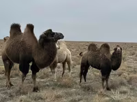 Wielbłądy (partia, płeć nieokreślona), Kazakh Bactrian camel — zdjęcie 1