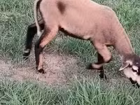 मेढ़ा, Cameroon sheep — फ़ोटो 2