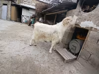 Kozioł, Kozy — zdjęcie 2