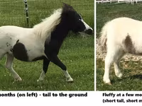 Pastuv, Miniature horse — fotografija 7