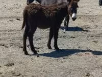 Cheval, Chevaux — photo 3