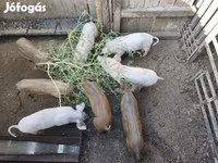 Schweine (Partie, Geschlecht nicht angegeben), Мангалица — Foto 2