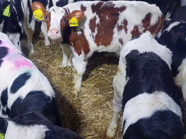 Bull, Simmental cattle