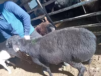 Ram, Sheep — photo 4
