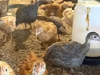Chickens — zdjęcie 3