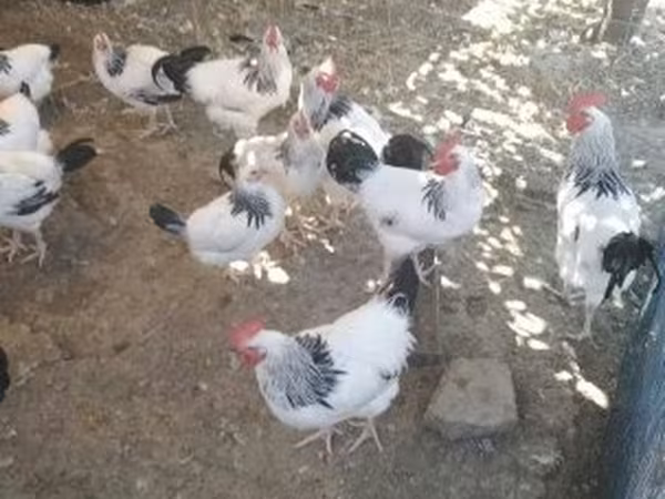 سَسِكس