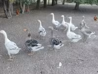Geese — 写真 4