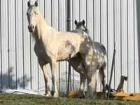 Pastuv, Kentucky mountain daddle horse — fotografija 3